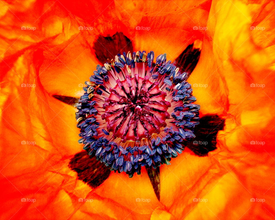 Turtle shaped poppy's heart