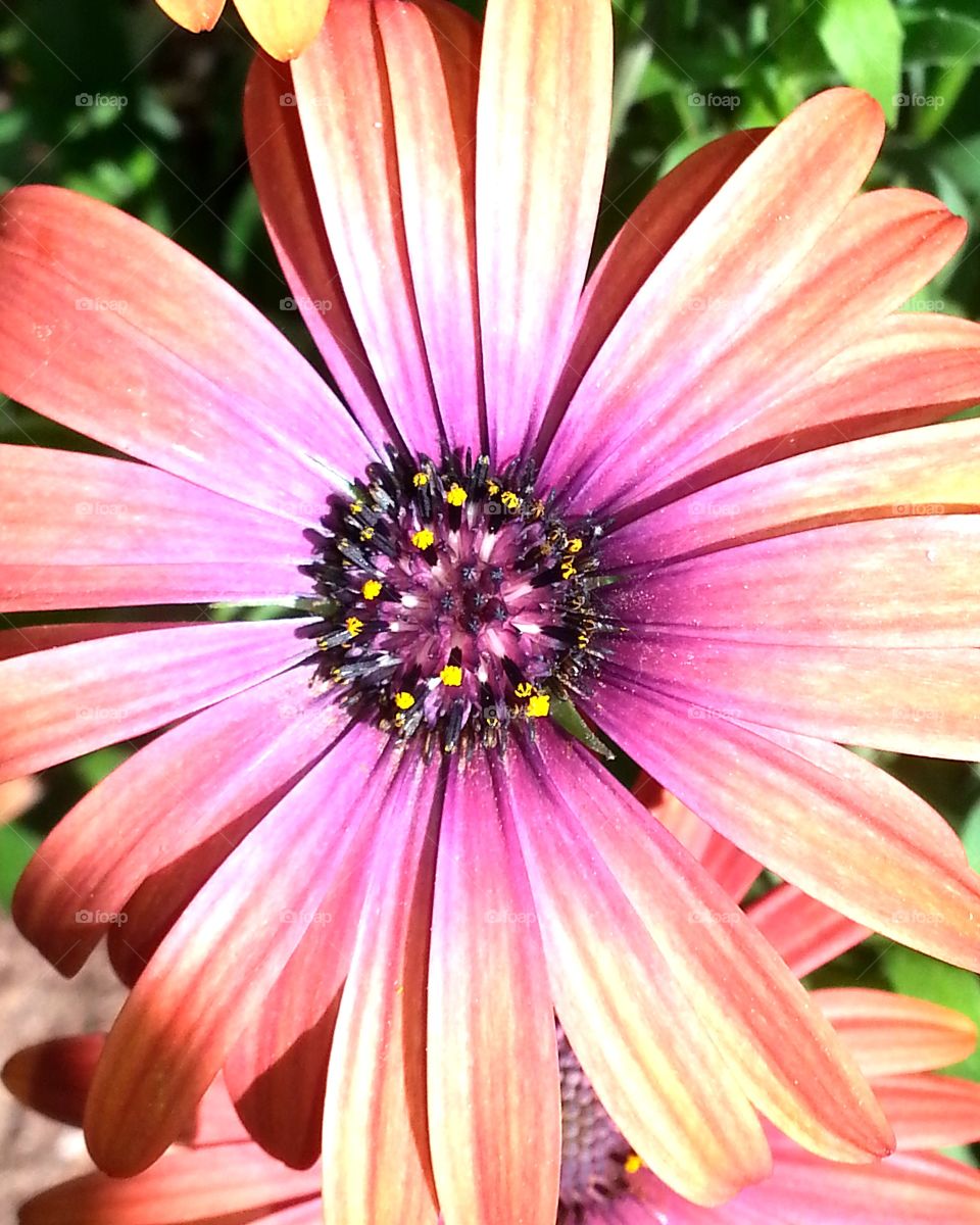 Extreme close-up of flower