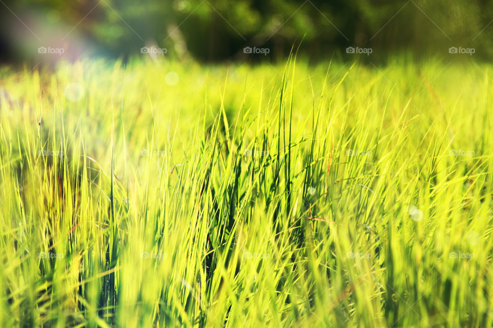 Beautiful branch lemongrass close up and soft light background.