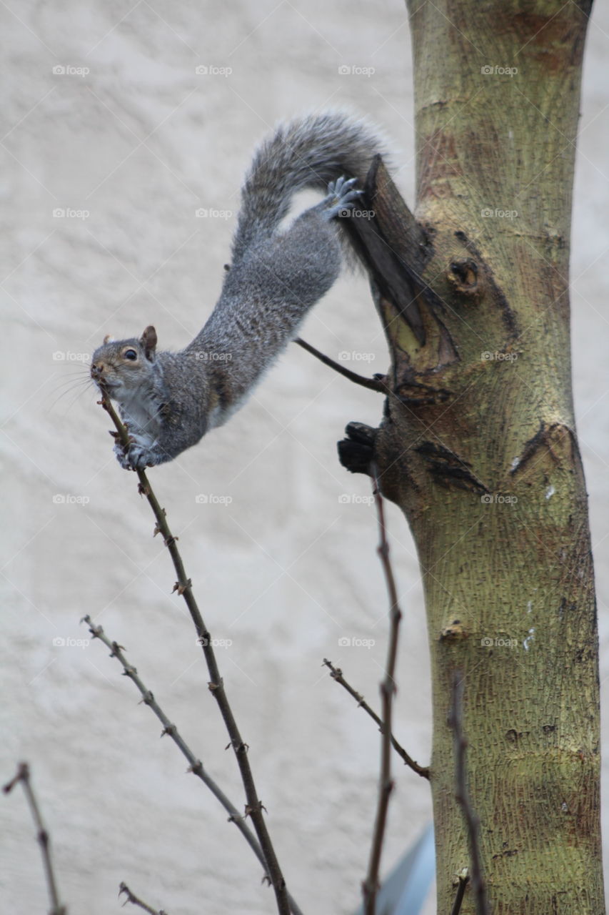 Squirrel Stretching for food