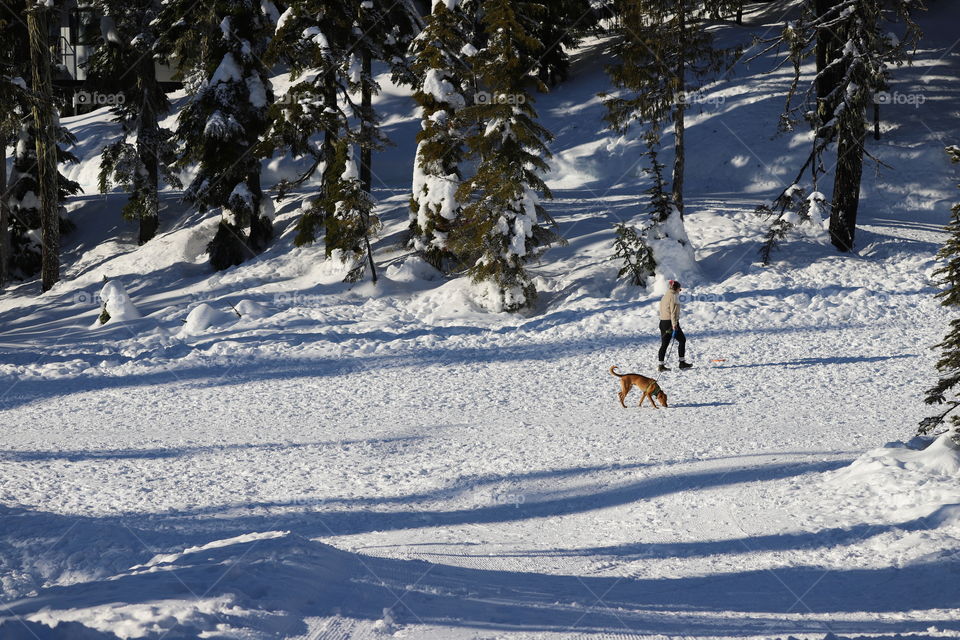 Woman and a dog playing on the snow in a sunny winter day