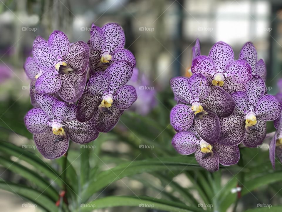 Bunch of Thai orchid flowers