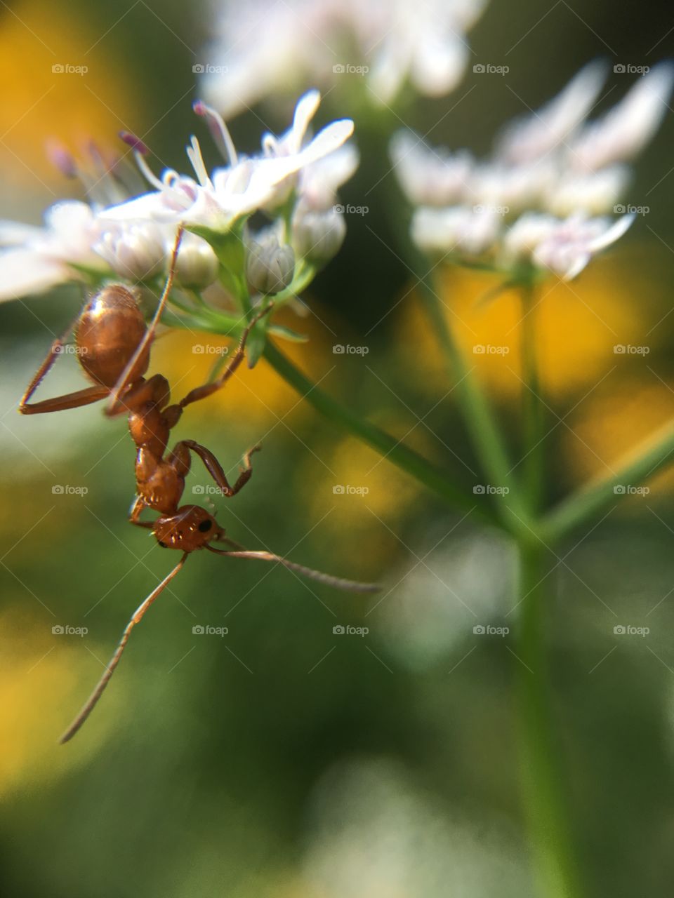 Ant on cilantro 