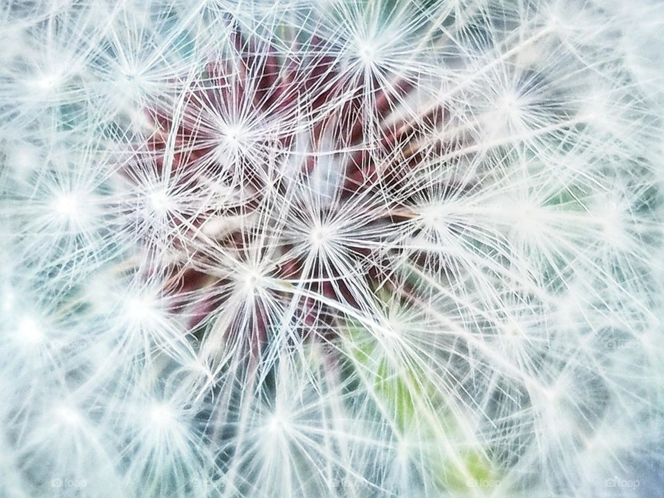 Close up of Dandelion