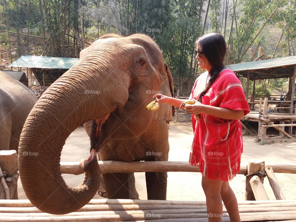 feeding the elephant