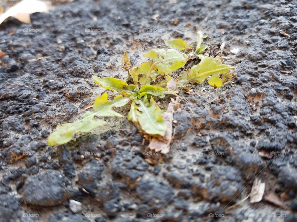 Weed growing through the asphalt path