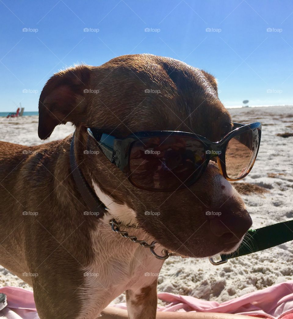 Summertime at dog beach. 