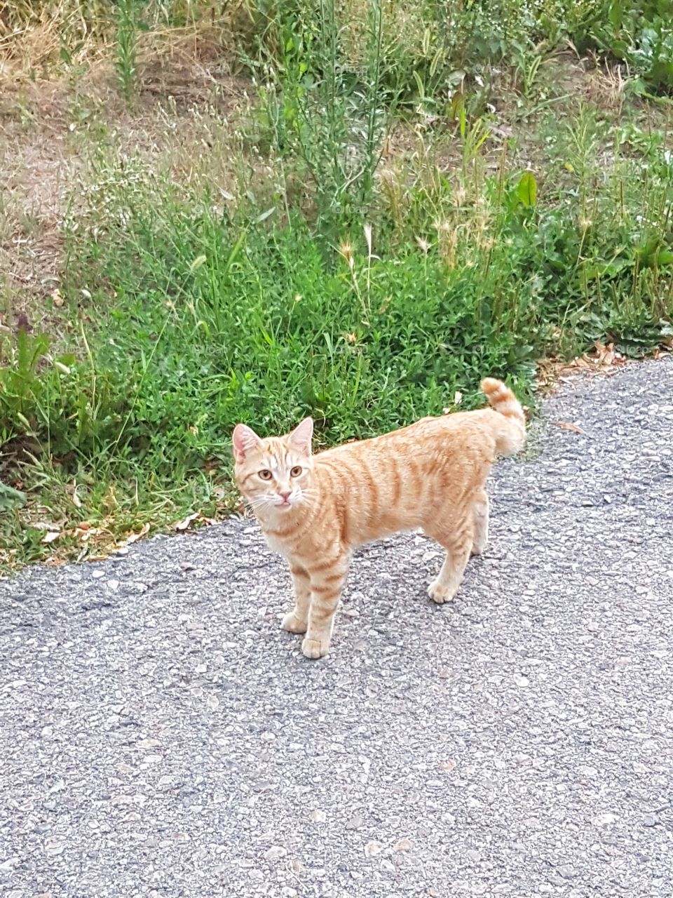 Young red cat walking on a country road in summer