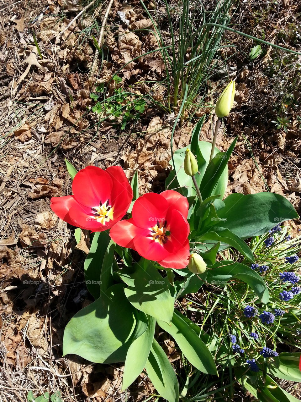 red tulips
