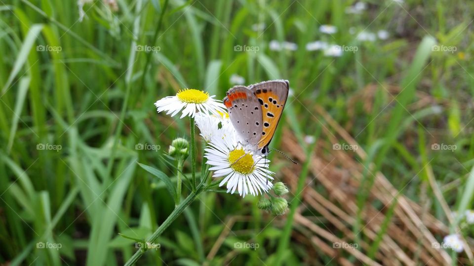 Orange Butterfly