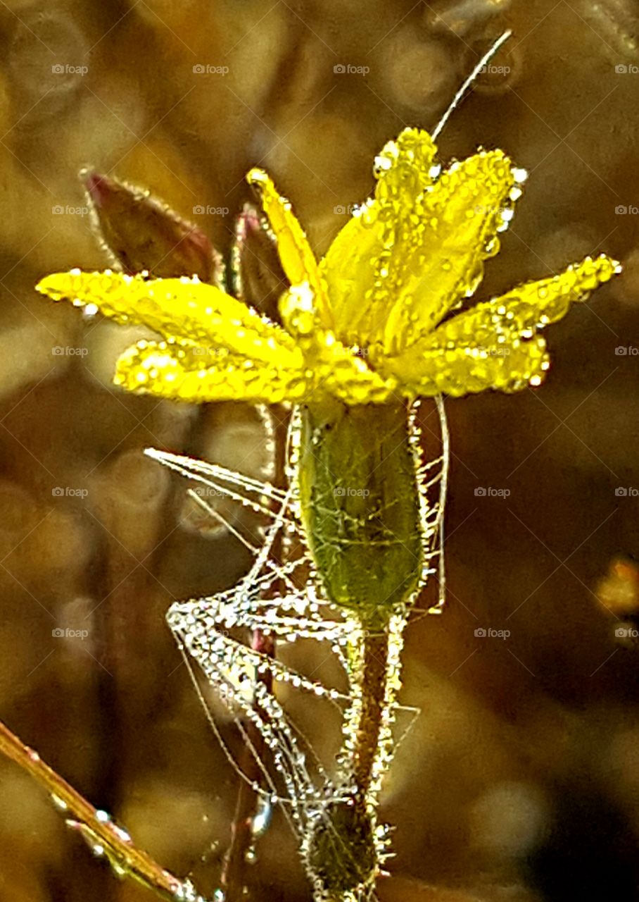 dew on wildflower