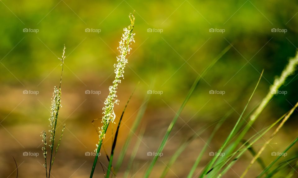 grass wallpaper