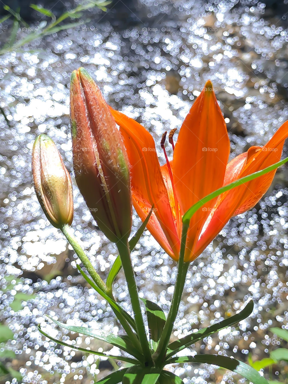 Wild lily on the riverside