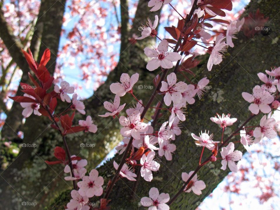 Blossoms