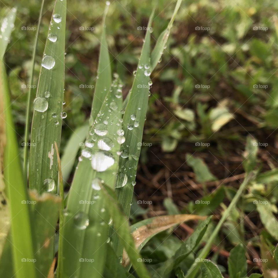 Rain drops