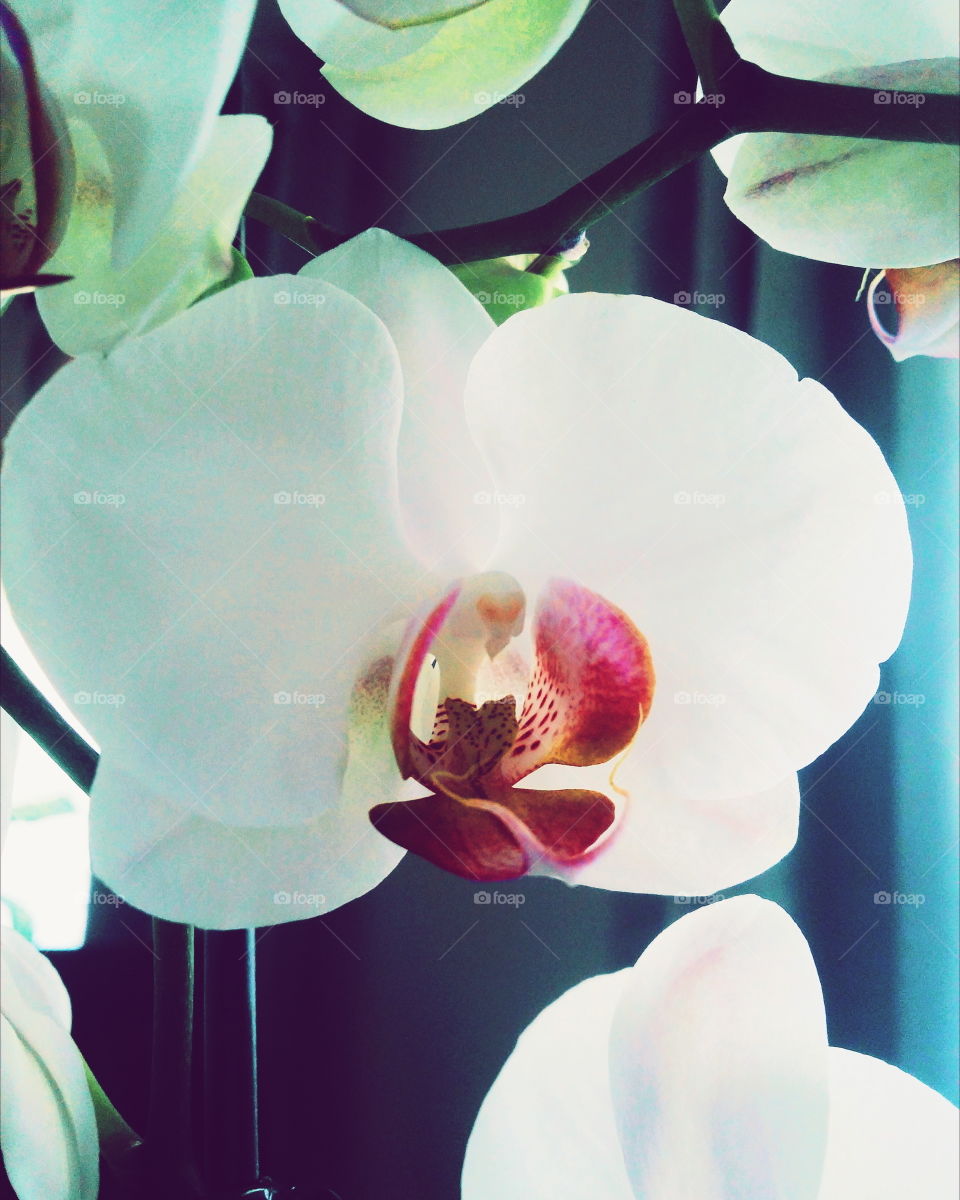Blossoming Orchid