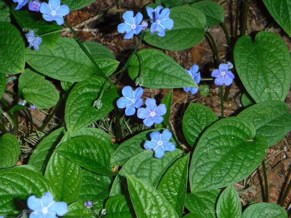 Blue flower