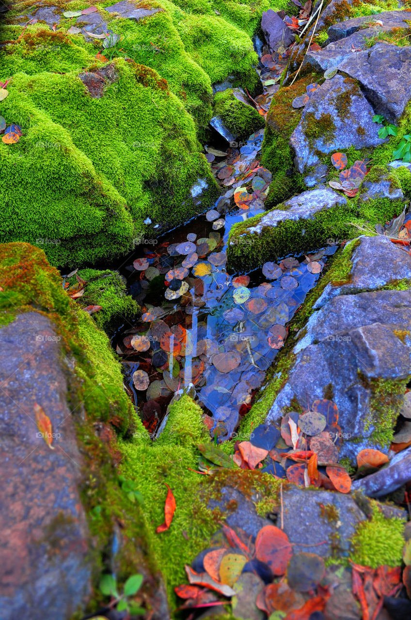 Moss on The rocks