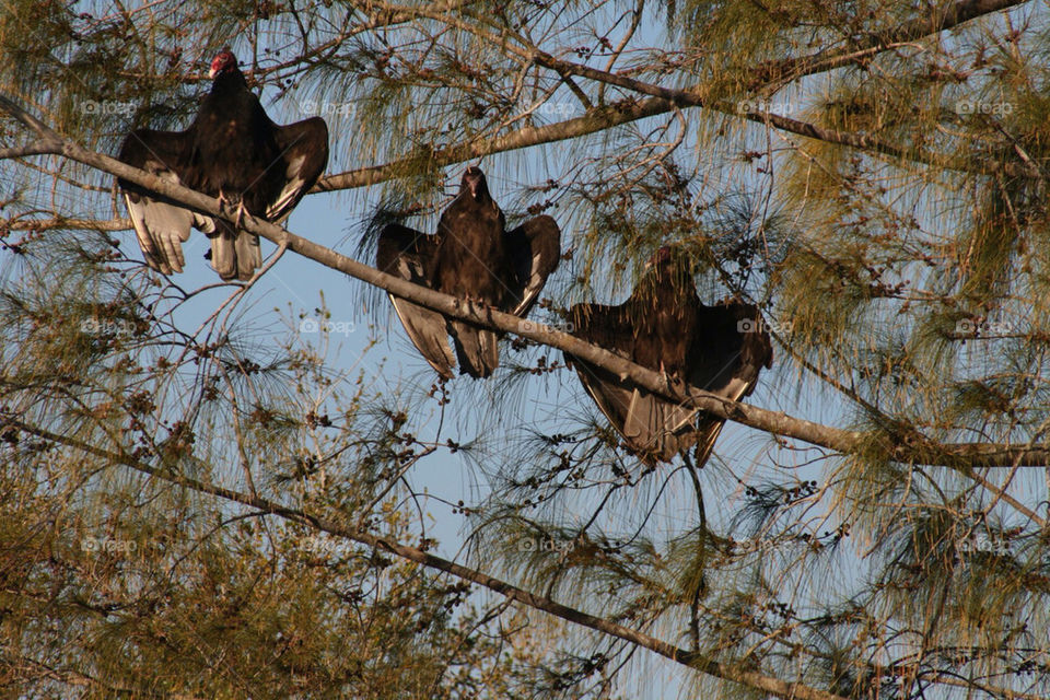 birds trees three pine by mmcook