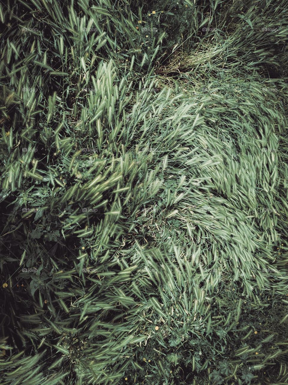 wild barley from above