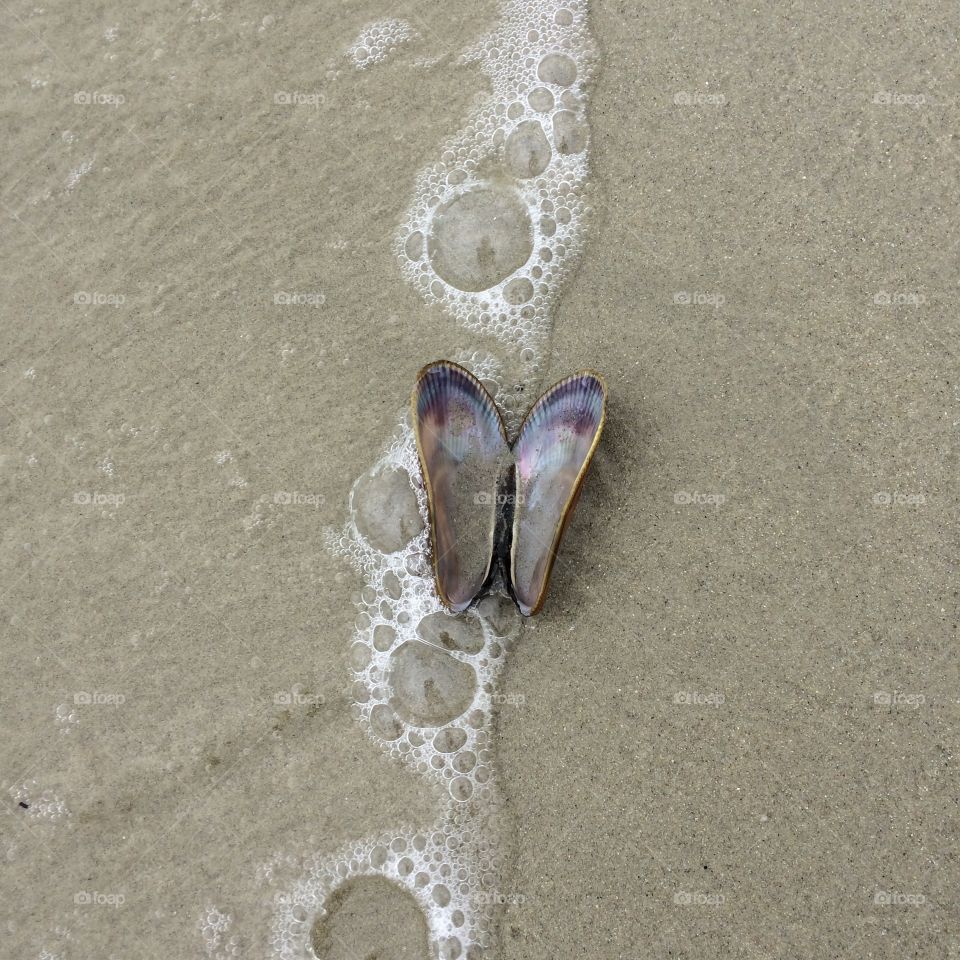 Close-Up Seashell 