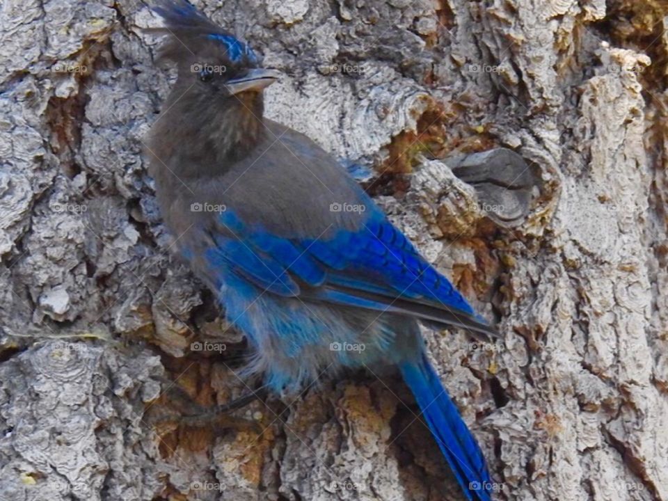 Stellar Jay-Bird