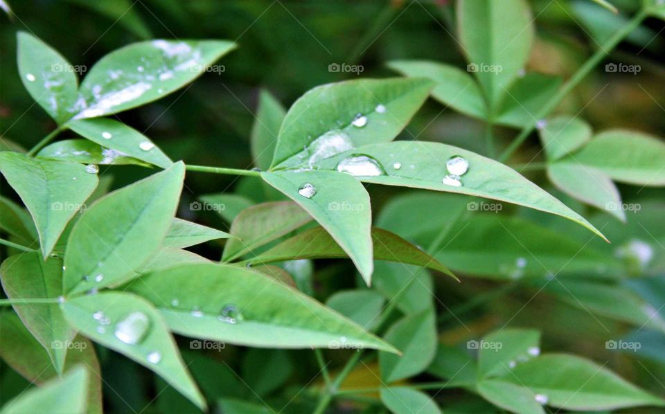 rain caught on leaves