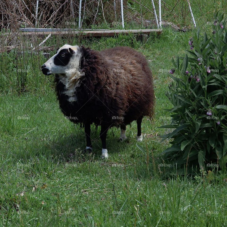 A sheep with full and colorful wool coat ready for spring shearing graze in a pasture on a farm in rural Lane County in Western Oregon. 