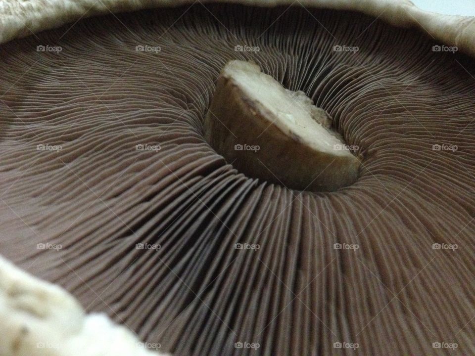 Close-up of portobello mushroom