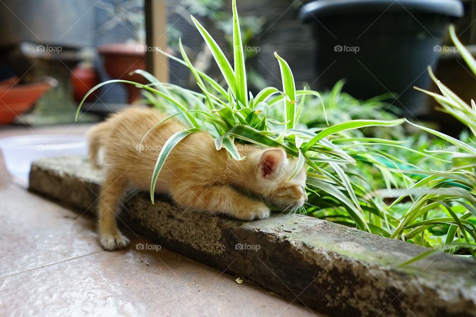 kitten playing hide and seek