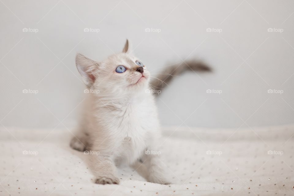 Little Tibet color-point kitten playing
