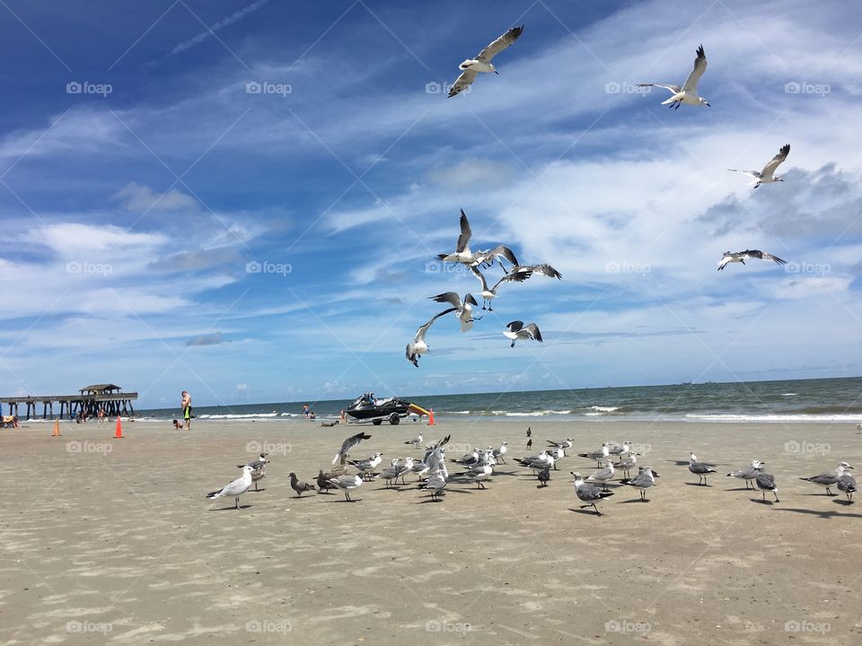 Birds n beach 