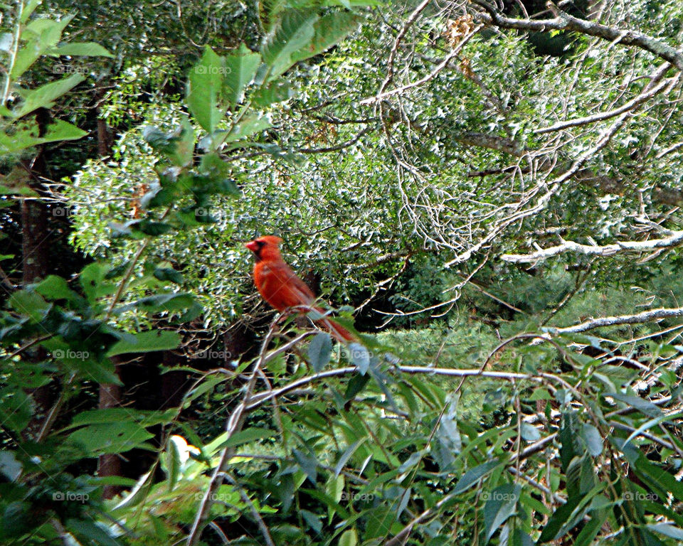 Beauty in the forest, here it's a male Cardinal.