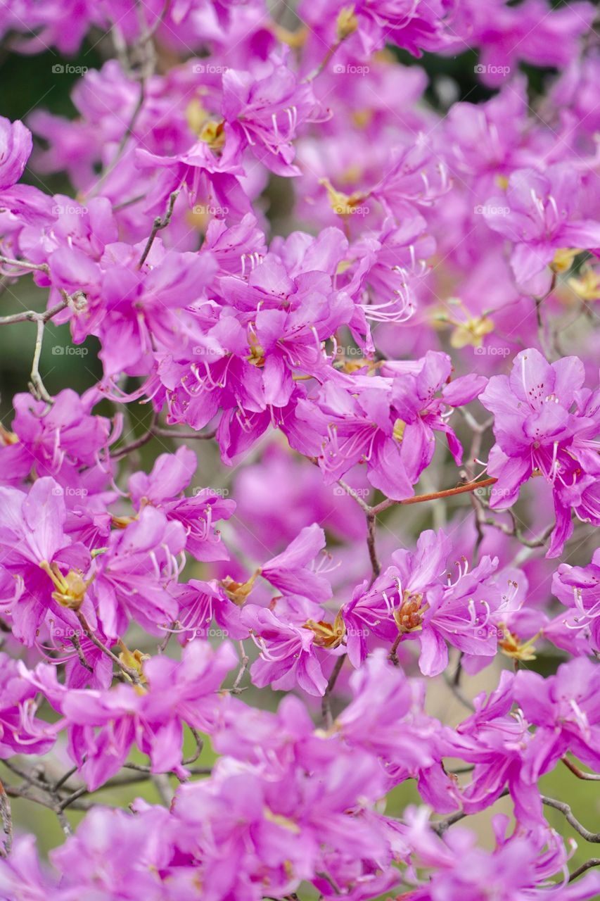 Pink sakura flowers in blossoms