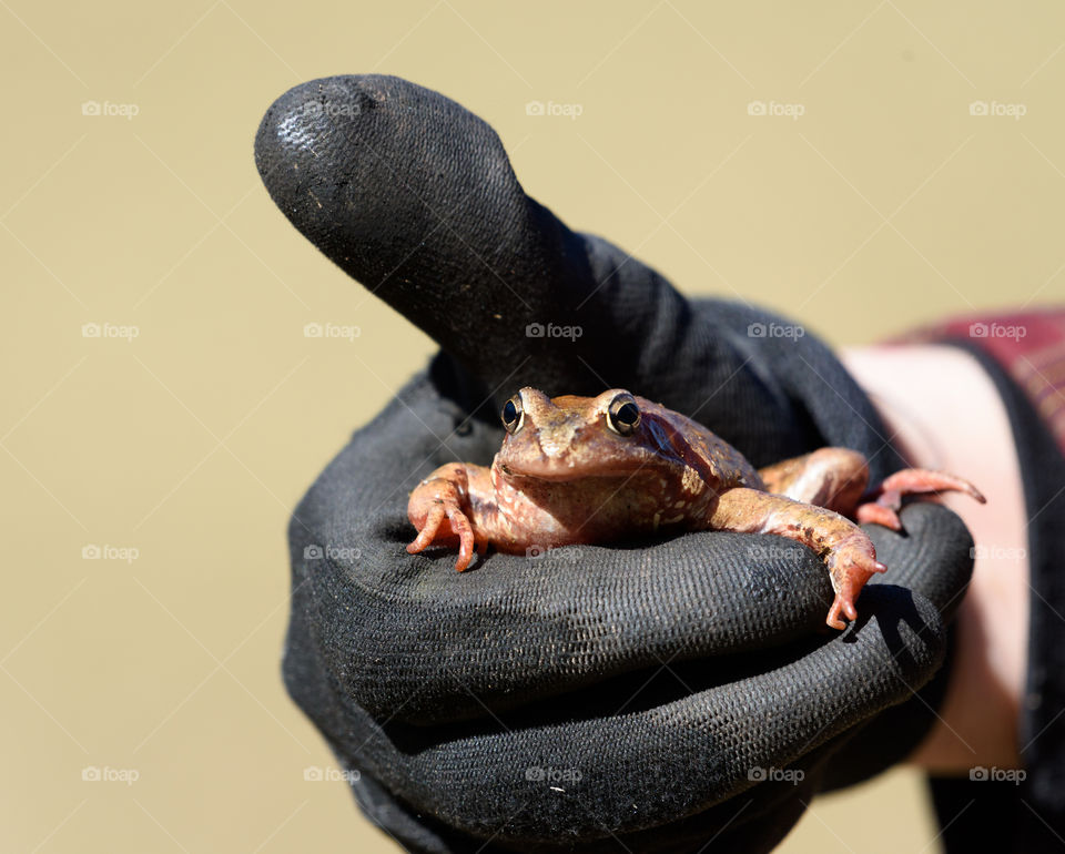 Frog in a hand with black glove