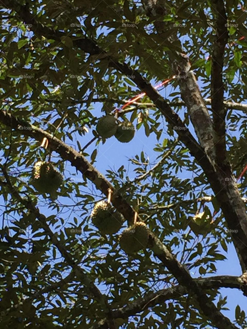 Durian tree.