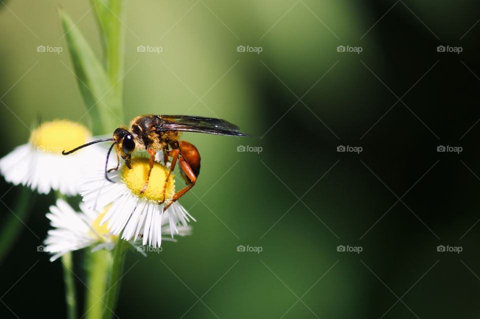 Great Golden Digger Wasp 