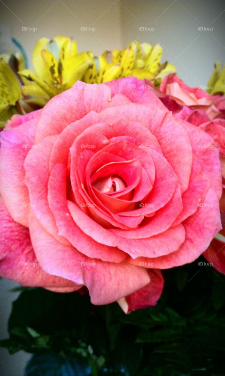 Perfect pink summer rose