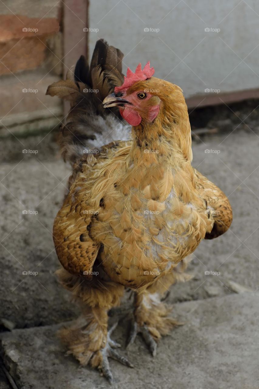 Large chicken with fluffy paws on an agricultural farm. Poultry keeping.