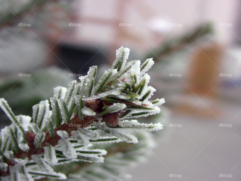 Lichen pine