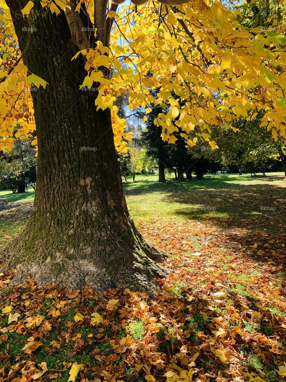 spectacular corner of a city garden with an exciting backlight on a lyriodendron in autumnal dress
