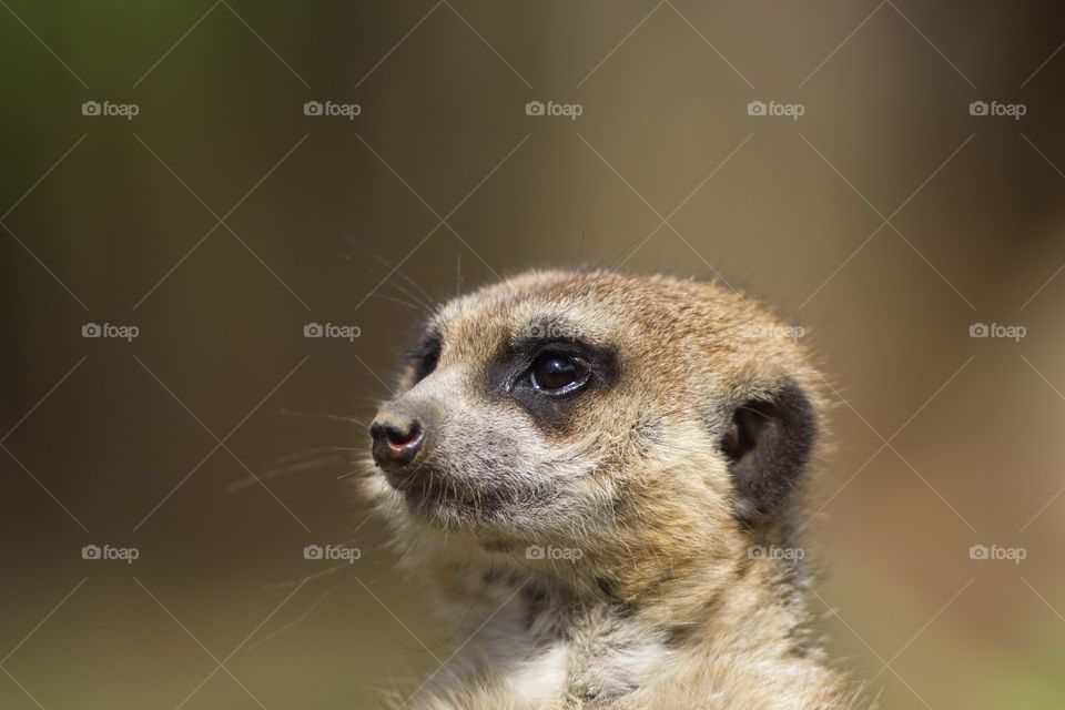 A meerkat stands at attention outside of the colonies burrow