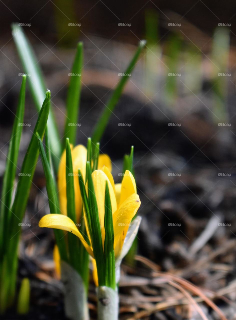 Spring has sprung yellow flowers