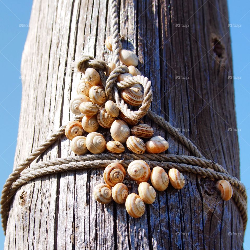 Rope and snails trunk