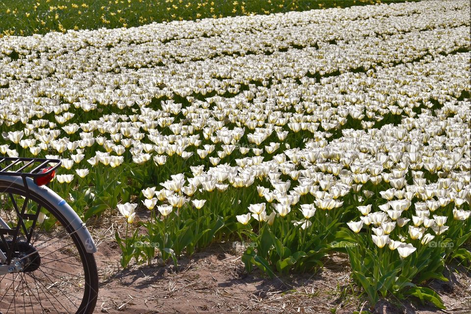 Road trip to see the tulips in the Netherlands . / Viagem para ver as tulipas na Holanda.