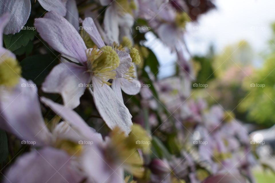 Floral