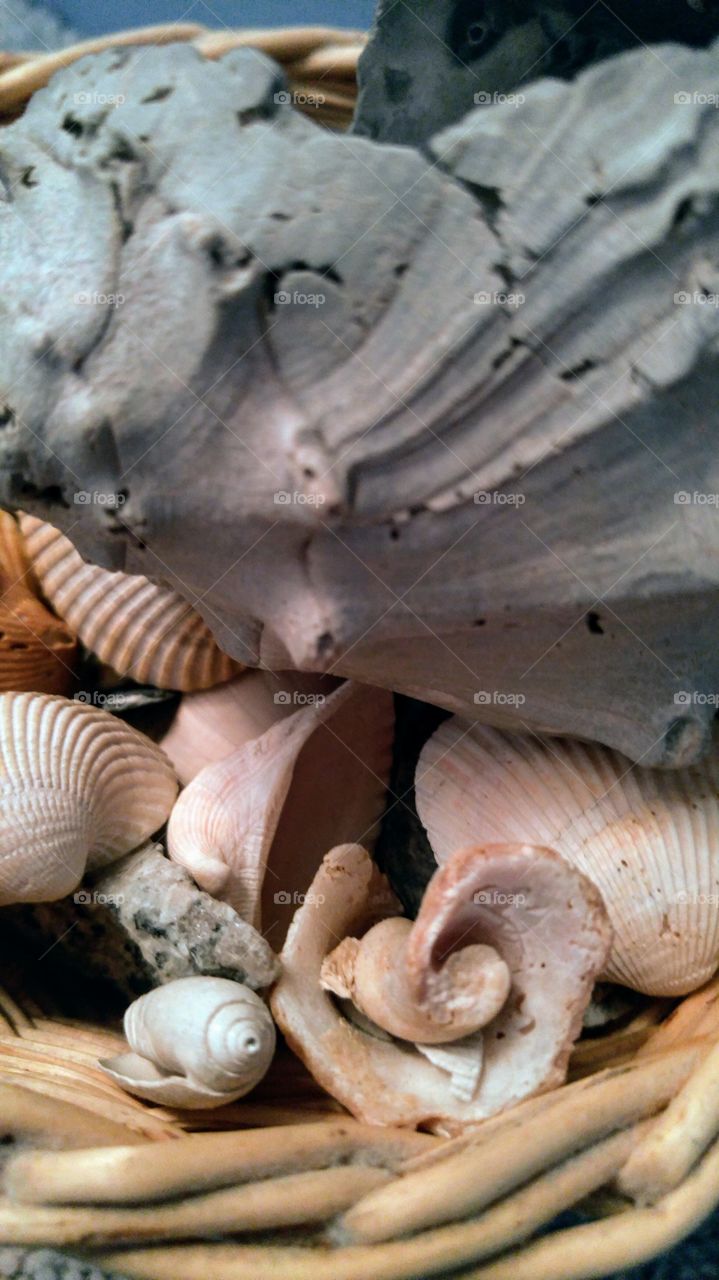 Sea shells