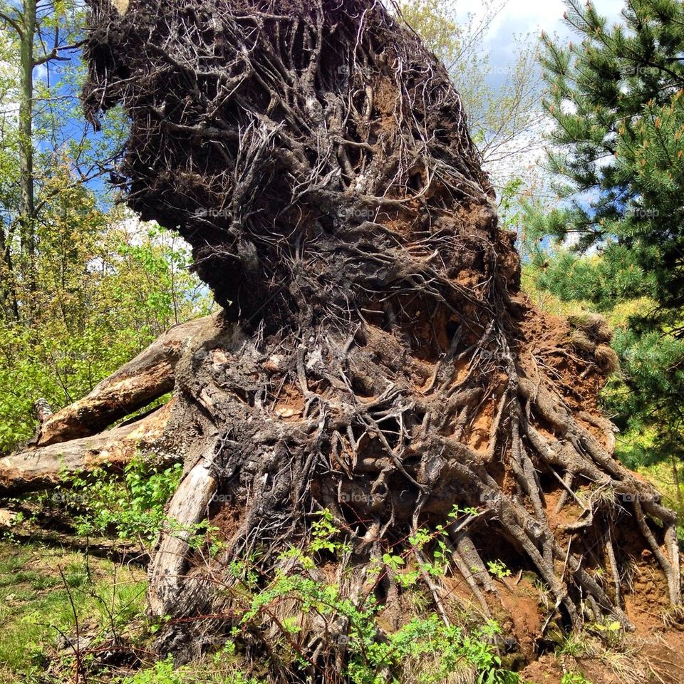 Tree roots