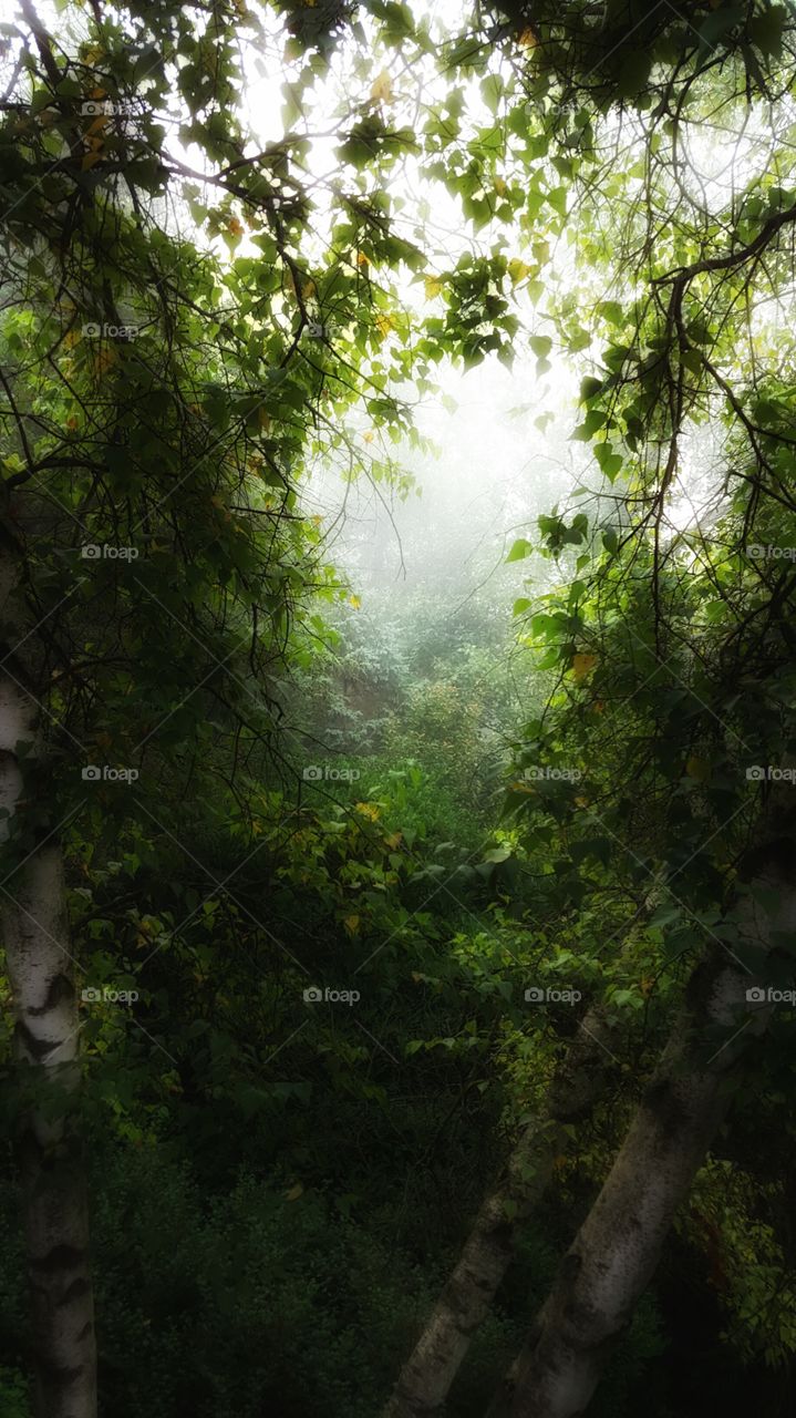 Scenic view of trees