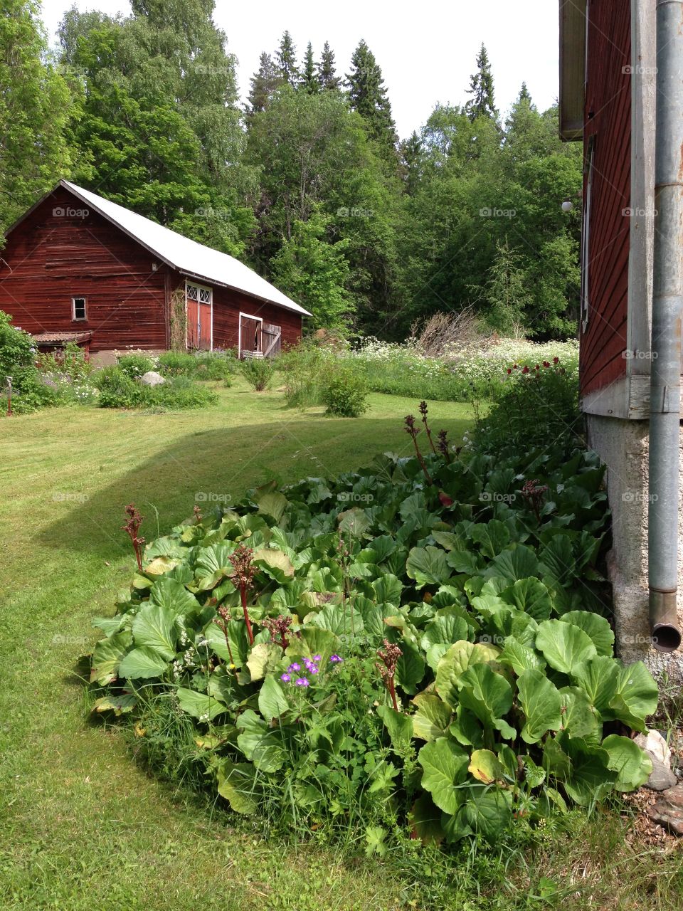 Barn and flower patch